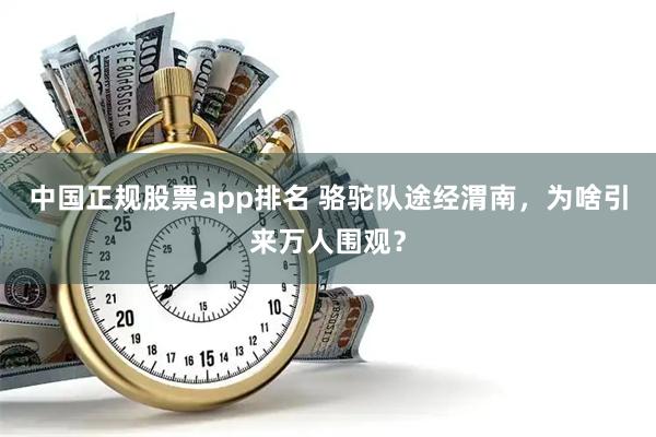 中国正规股票app排名 骆驼队途经渭南，为啥引来万人围观？
