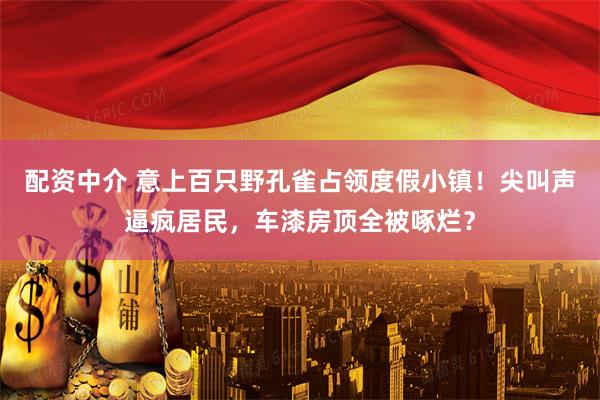 配资中介 意上百只野孔雀占领度假小镇！尖叫声逼疯居民，车漆房顶全被啄烂？